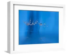 Blue fun-Heidi Westum-Framed Photographic Print