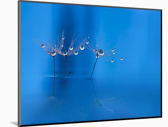 Blue fun-Heidi Westum-Mounted Photographic Print