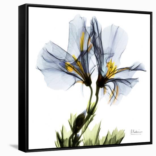 Blue Geranium-Albert Koetsier-Framed Stretched Canvas