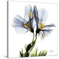 Blue Geranium-Albert Koetsier-Stretched Canvas