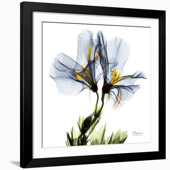 Blue Geranium-Albert Koetsier-Framed Premium Giclee Print