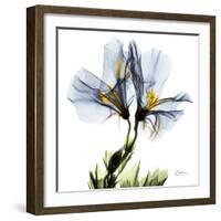 Blue Geranium-Albert Koetsier-Framed Premium Giclee Print