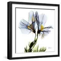 Blue Geranium-Albert Koetsier-Framed Premium Giclee Print