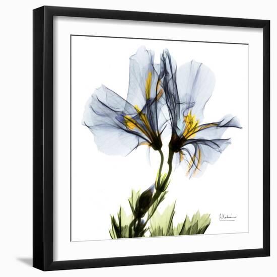 Blue Geranium-Albert Koetsier-Framed Premium Giclee Print