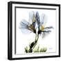 Blue Geranium-Albert Koetsier-Framed Premium Giclee Print