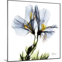 Blue Geranium-Albert Koetsier-Mounted Premium Giclee Print