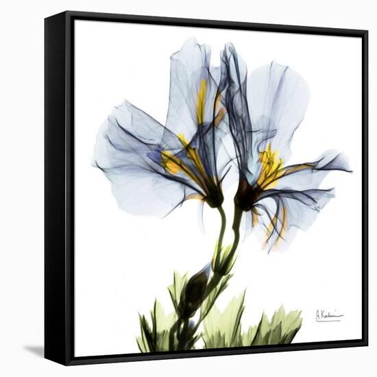 Blue Geranium-Albert Koetsier-Framed Stretched Canvas