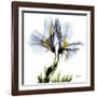 Blue Geranium-Albert Koetsier-Framed Giclee Print