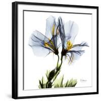 Blue Geranium-Albert Koetsier-Framed Giclee Print