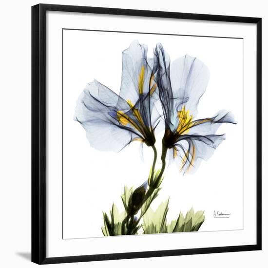 Blue Geranium-Albert Koetsier-Framed Giclee Print