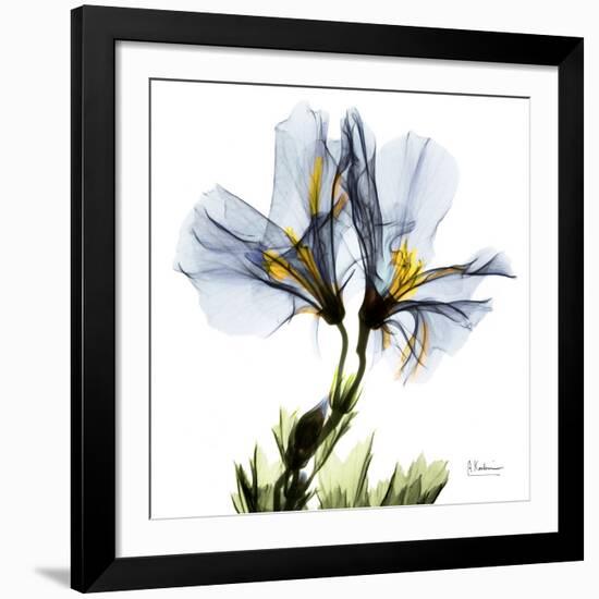 Blue Geranium-Albert Koetsier-Framed Giclee Print