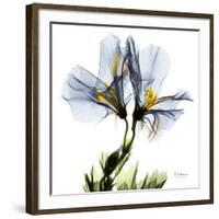 Blue Geranium-Albert Koetsier-Framed Giclee Print