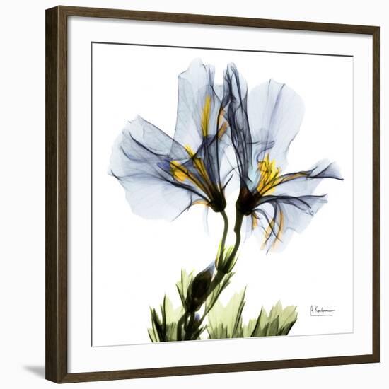 Blue Geranium-Albert Koetsier-Framed Giclee Print