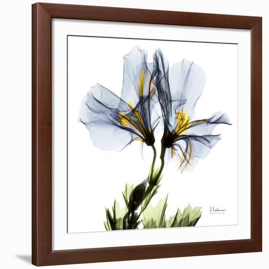 Blue Geranium-Albert Koetsier-Framed Giclee Print