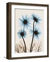 Blue Gerbera Bouquet-Albert Koetsier-Framed Art Print
