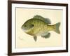 Blue Gill Sun Fish-null-Framed Giclee Print