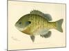 Blue Gill Sun Fish-null-Mounted Giclee Print