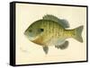 Blue Gill Sun Fish-null-Framed Stretched Canvas