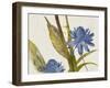 Blue Ginger-Jacob Q-Framed Art Print