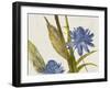 Blue Ginger-Jacob Q-Framed Art Print