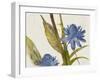 Blue Ginger-Jacob Q-Framed Art Print