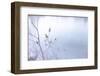 Blue Glassed Cotton 3-null-Framed Photographic Print