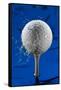 Blue Golf Ball Splash-Steve Gadomski-Framed Stretched Canvas