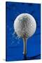 Blue Golf Ball Splash-Steve Gadomski-Stretched Canvas