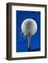 Blue Golf Ball Splash-Steve Gadomski-Framed Photographic Print