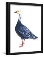 Blue Goose (Chen Caerulescens), Birds-Encyclopaedia Britannica-Framed Poster