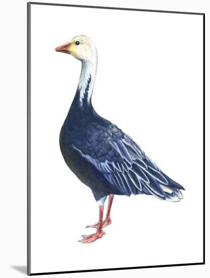 Blue Goose (Chen Caerulescens), Birds-Encyclopaedia Britannica-Mounted Poster