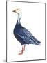 Blue Goose (Chen Caerulescens), Birds-Encyclopaedia Britannica-Mounted Poster