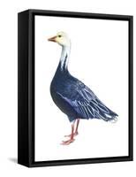 Blue Goose (Chen Caerulescens), Birds-Encyclopaedia Britannica-Framed Stretched Canvas