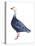 Blue Goose (Chen Caerulescens), Birds-Encyclopaedia Britannica-Stretched Canvas