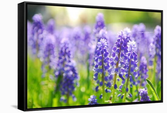 Blue Grape Hyacinth or 'Muscari Armeniacum' with Shallow Dof in Dutch Spring Garden 'Keukenhof', Ho-dzain-Framed Stretched Canvas