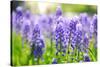 Blue Grape Hyacinth or 'Muscari Armeniacum' with Shallow Dof in Dutch Spring Garden 'Keukenhof', Ho-dzain-Stretched Canvas