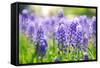 Blue Grape Hyacinth or 'Muscari Armeniacum' with Shallow Dof in Dutch Spring Garden 'Keukenhof', Ho-dzain-Framed Stretched Canvas