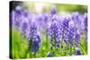 Blue Grape Hyacinth or 'Muscari Armeniacum' with Shallow Dof in Dutch Spring Garden 'Keukenhof', Ho-dzain-Stretched Canvas