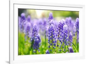 Blue Grape Hyacinth or 'Muscari Armeniacum' with Shallow Dof in Dutch Spring Garden 'Keukenhof', Ho-dzain-Framed Photographic Print