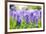 Blue Grape Hyacinth or 'Muscari Armeniacum' with Shallow Dof in Dutch Spring Garden 'Keukenhof', Ho-dzain-Framed Photographic Print