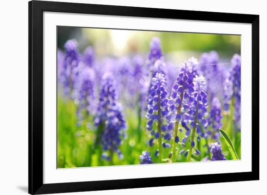 Blue Grape Hyacinth or 'Muscari Armeniacum' with Shallow Dof in Dutch Spring Garden 'Keukenhof', Ho-dzain-Framed Photographic Print