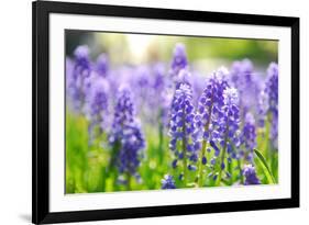 Blue Grape Hyacinth or 'Muscari Armeniacum' with Shallow Dof in Dutch Spring Garden 'Keukenhof', Ho-dzain-Framed Photographic Print