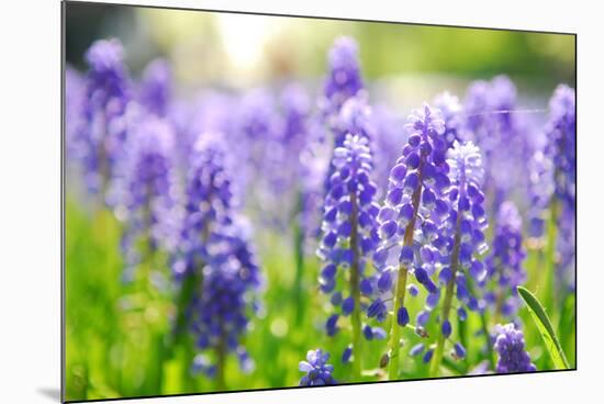 Blue Grape Hyacinth or 'Muscari Armeniacum' with Shallow Dof in Dutch Spring Garden 'Keukenhof', Ho-dzain-Mounted Photographic Print