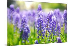 Blue Grape Hyacinth or 'Muscari Armeniacum' with Shallow Dof in Dutch Spring Garden 'Keukenhof', Ho-dzain-Mounted Photographic Print