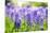 Blue Grape Hyacinth or 'Muscari Armeniacum' with Shallow Dof in Dutch Spring Garden 'Keukenhof', Ho-dzain-Mounted Photographic Print
