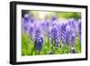 Blue Grape Hyacinth or 'Muscari Armeniacum' with Shallow Dof in Dutch Spring Garden 'Keukenhof', Ho-dzain-Framed Photographic Print