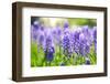 Blue Grape Hyacinth or 'Muscari Armeniacum' with Shallow Dof in Dutch Spring Garden 'Keukenhof', Ho-dzain-Framed Photographic Print