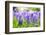 Blue Grape Hyacinth or 'Muscari Armeniacum' with Shallow Dof in Dutch Spring Garden 'Keukenhof', Ho-dzain-Framed Photographic Print