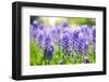 Blue Grape Hyacinth or 'Muscari Armeniacum' with Shallow Dof in Dutch Spring Garden 'Keukenhof', Ho-dzain-Framed Photographic Print