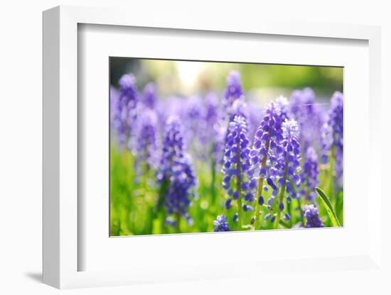 Blue Grape Hyacinth or 'Muscari Armeniacum' with Shallow Dof in Dutch Spring Garden 'Keukenhof', Ho-dzain-Framed Photographic Print